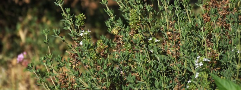 Texas Grow Thyme