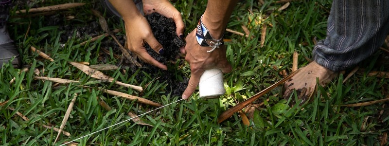 How to plant a Tree