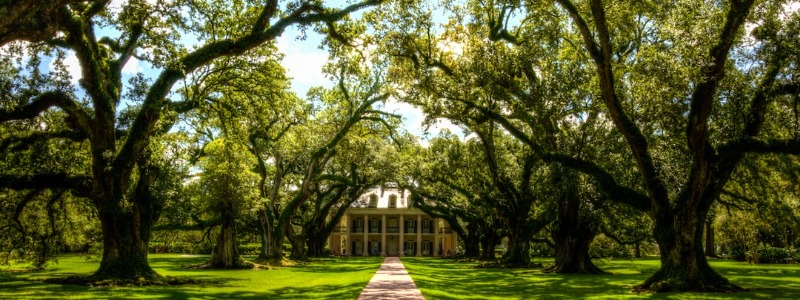 Live Oak Central Texas