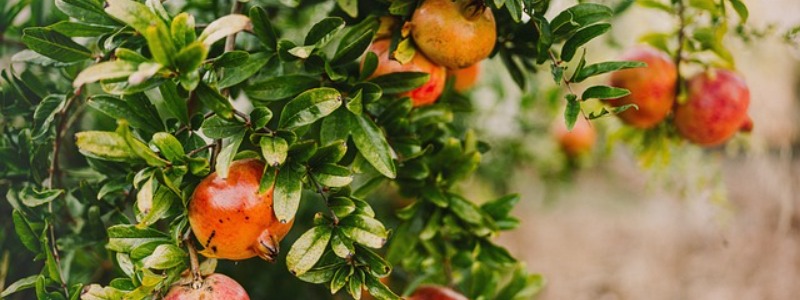 Pomegranate trees