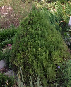 rosemary trained to conical shape