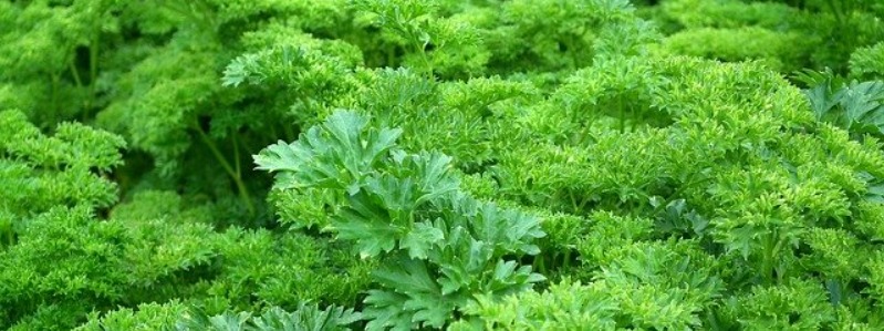 herbs texas
