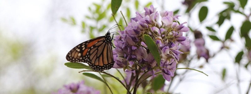 Texas Mountain Laurel