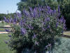 vitex with purple spikes