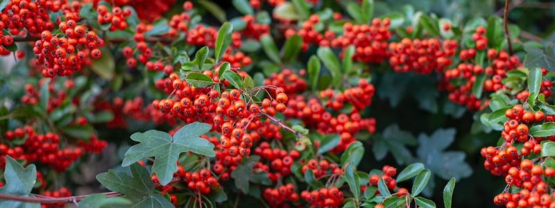 Yaupon Holly
