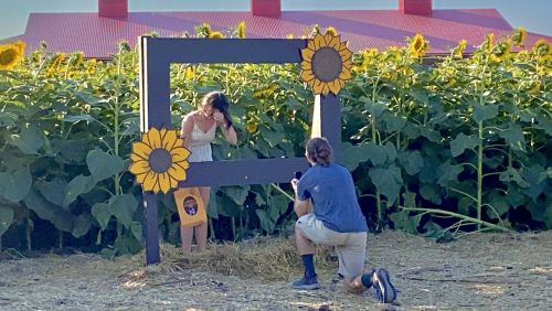 San Antonio Sunflower Farms