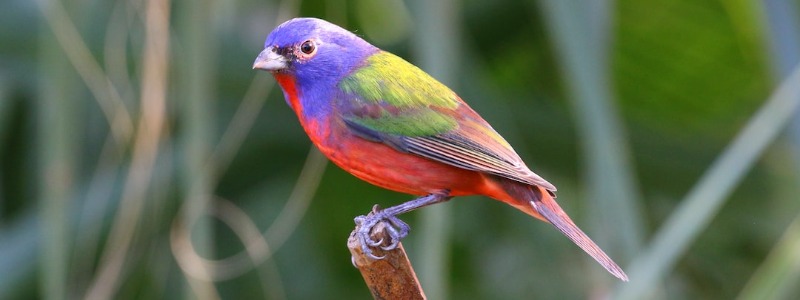 Painted Bunting Texas