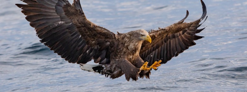Texas Bald Eagle