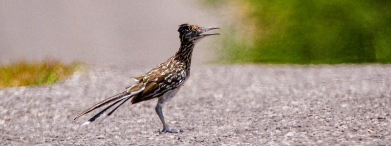 Roadrunner Texas