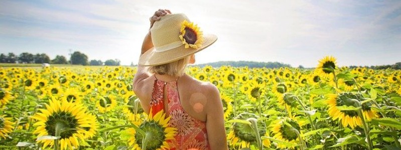 texas sunflower field near me