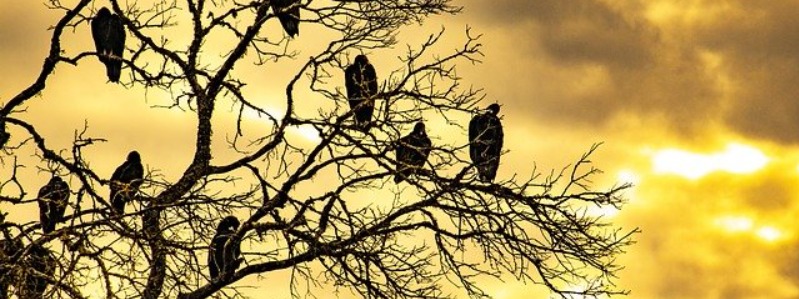 Birds to Watch in Texas
