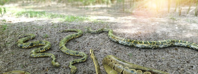 banned snakes