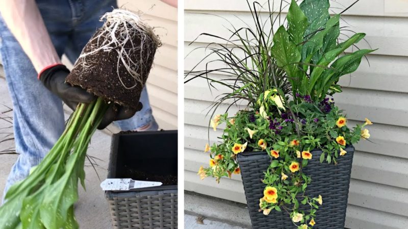 Colorful Container Plant Combos for Houston Summers