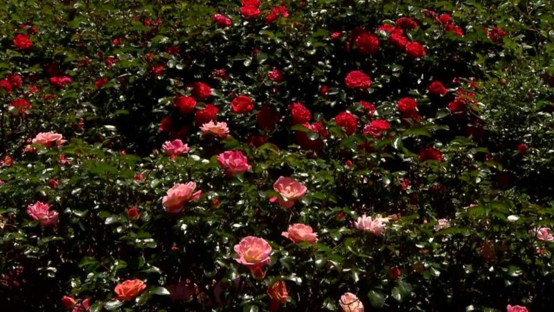 Roses Texas Tough Easy