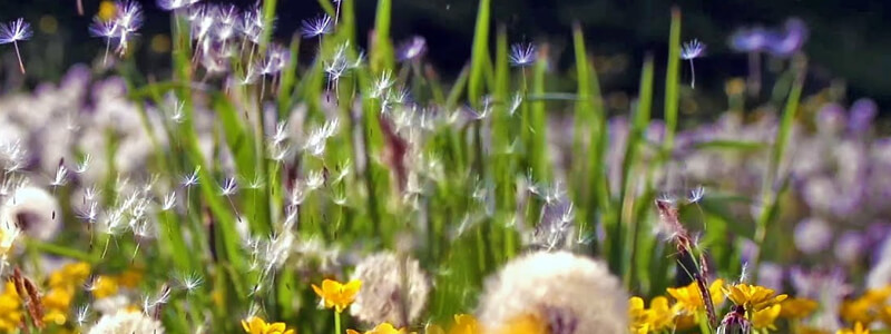 plants bad for allergies