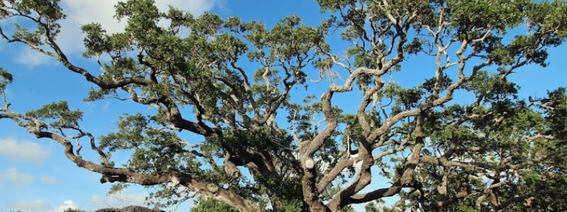 The Big Tree, Rockport