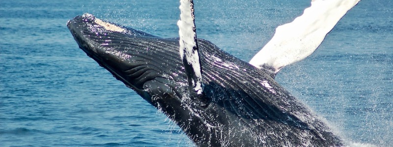 Gulf of Mexico Bryde’s Whales