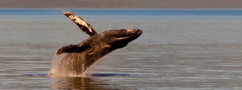 Humpback whales