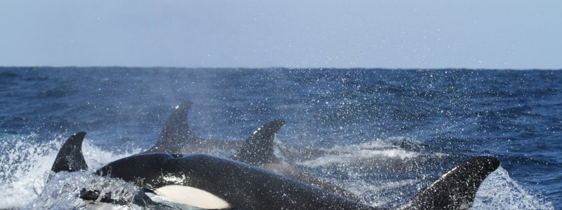 Gulf of Mexico Killer Whale