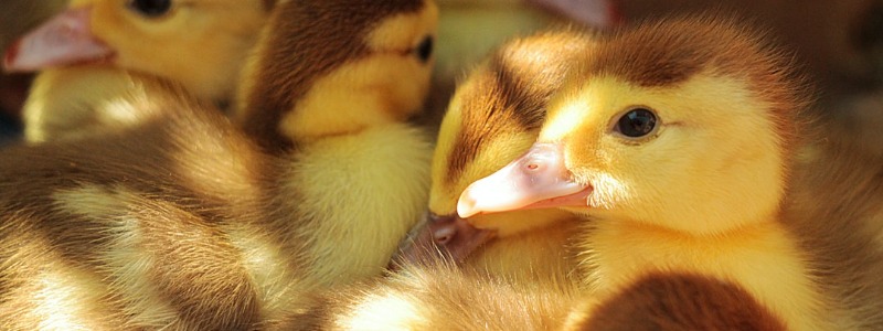 How to Raise Ducks in Texas
