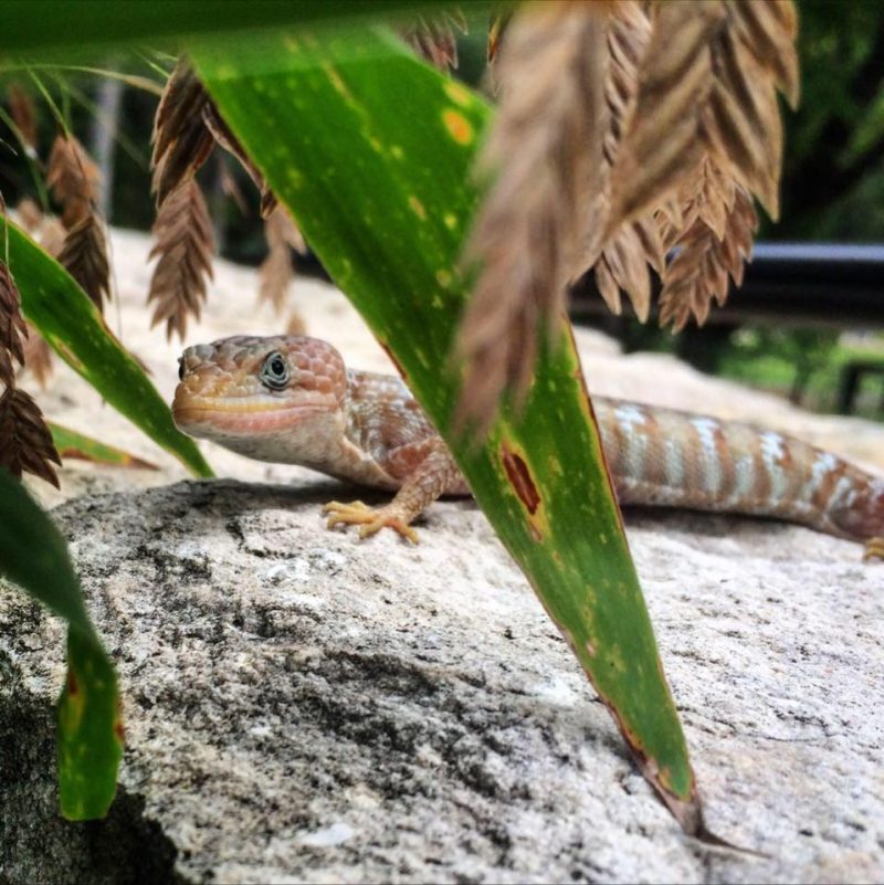Blue Hole Regional Park Texas Alligator Lizard