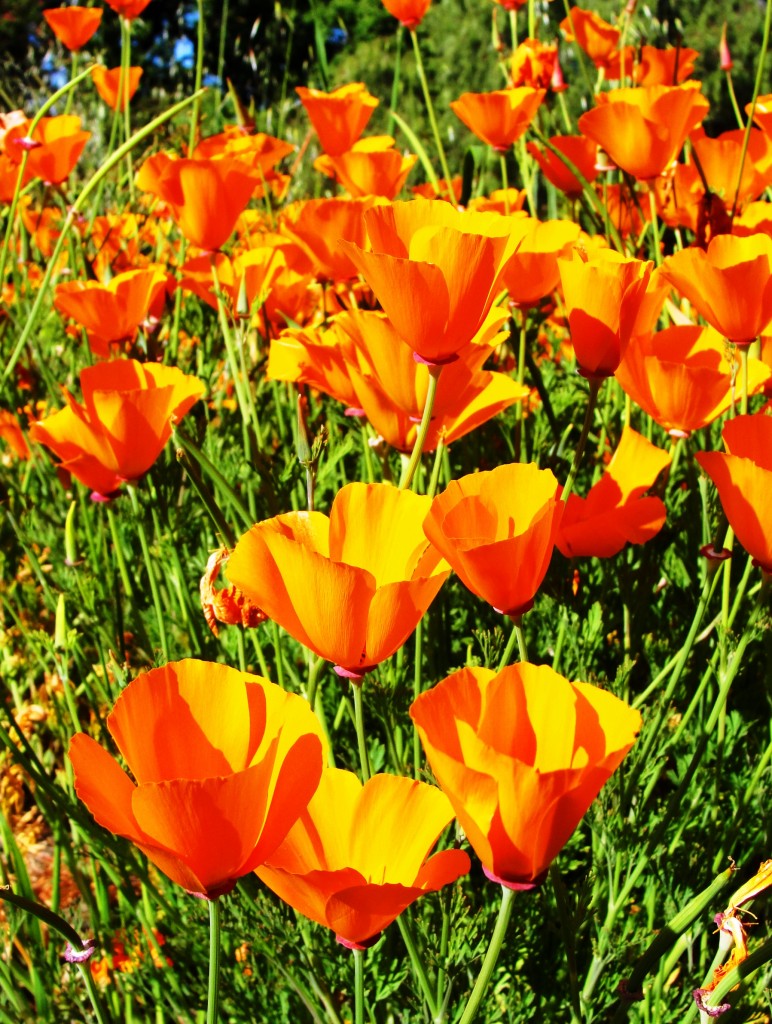 California Poppy