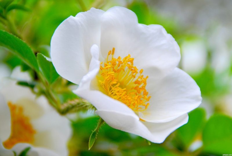 2014-0221 cherokee-rose-picture-girl-for-white-flowers-graphy_714732