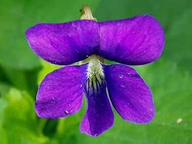 2014-0221 wood-violet