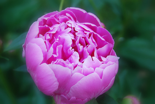 2014-0221 peony2