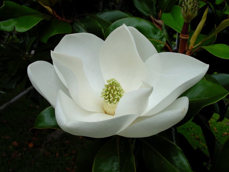 2014-0221 magnolia