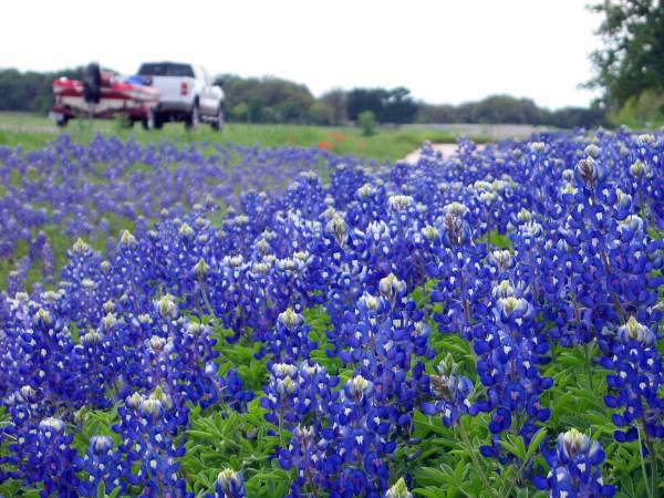 2014-0221 -Gardening-BlueBonnet.jpg_full_600