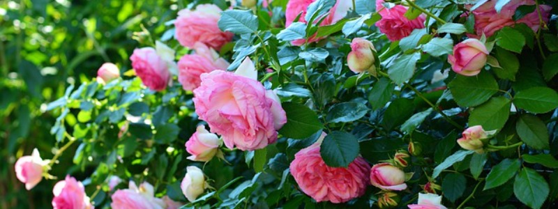 Sun Roses Need