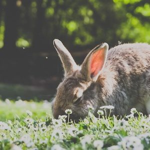 Can Rabbits Eat Raspberries?