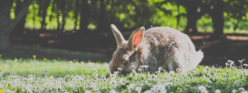 Bunnies Eat Raspberries
