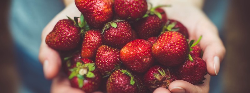 Texas Strawberries Growing