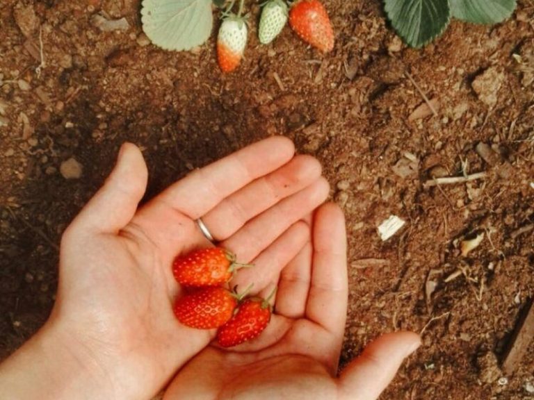Growing Strawberries in Texas Texas Capital Forum & Coalition
