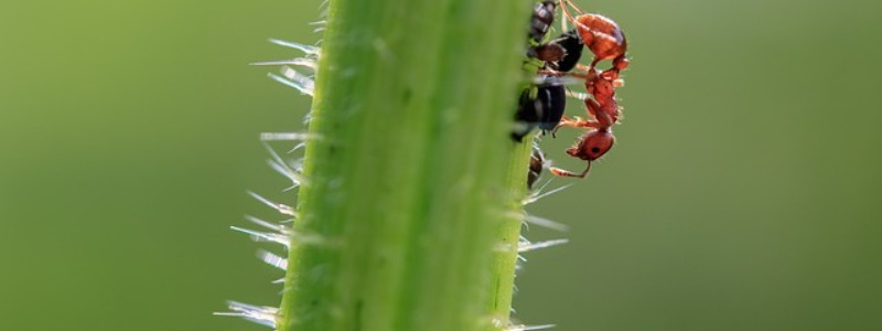 Pest Control Naturally