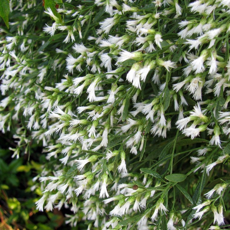 Baccharis halimifolia, female flower