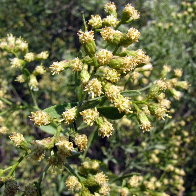 Baccharis halimifolia, male flower