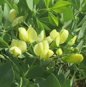 Longbract Wild Indigo