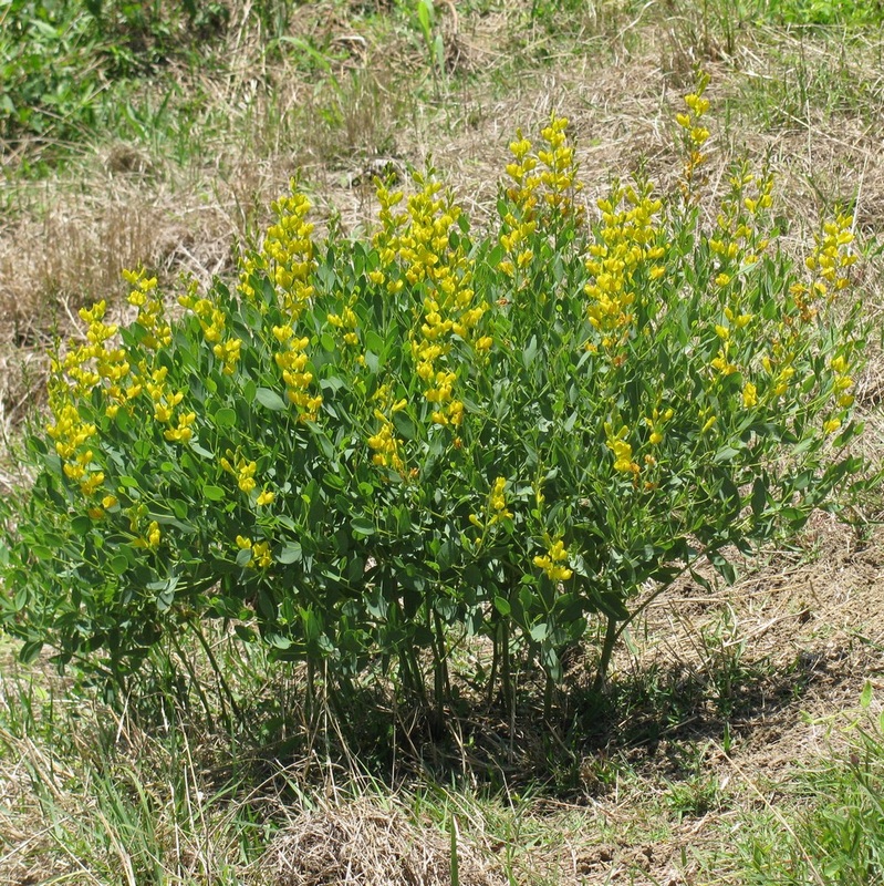 Bush Pea