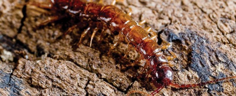bark Centipedes