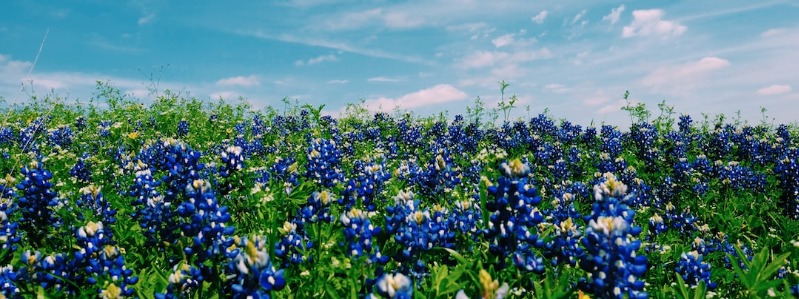 Texas Blue & Purple Flowers