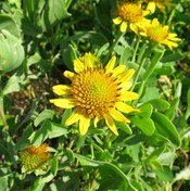Bushy Seaside Tansy