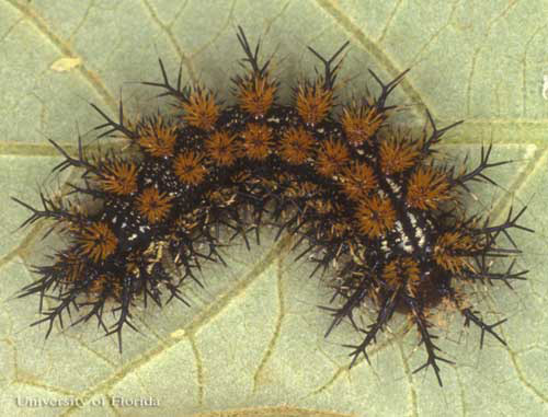 buck moth - Hemileuca maia (Drury)