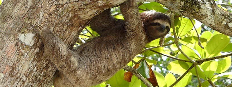 Buy a sloth in Texas