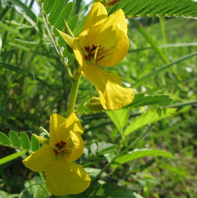 Partridge Pea