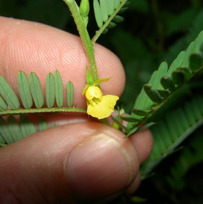 Partridge Pea