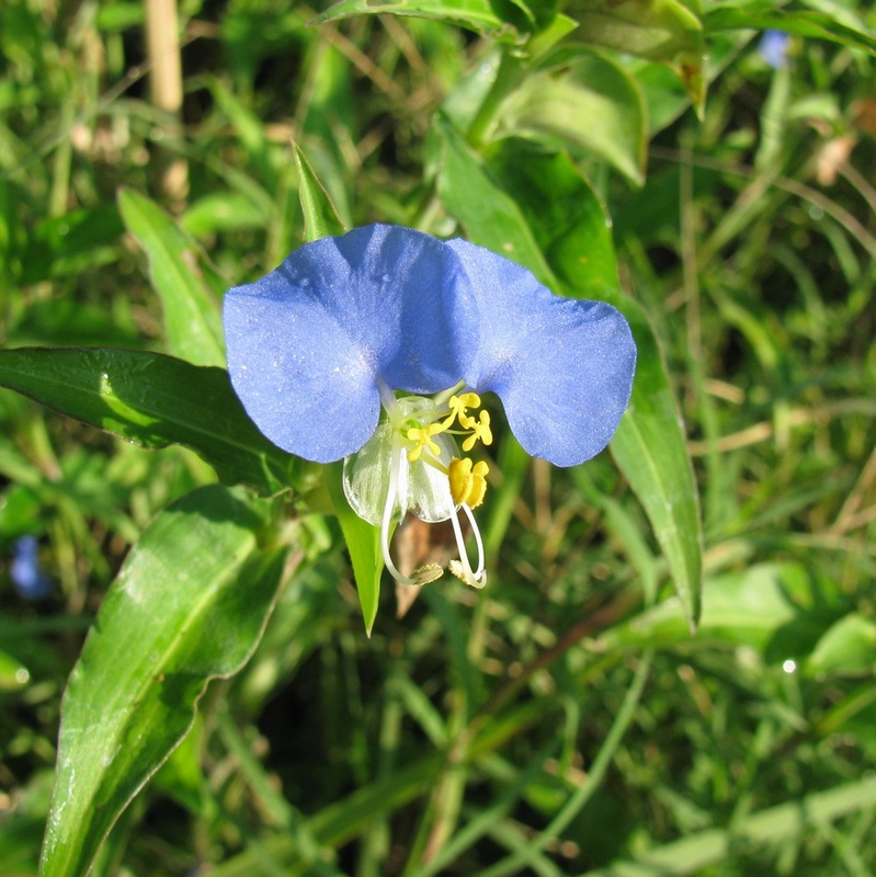 Commelina erecta - Whitemouth Dayflower