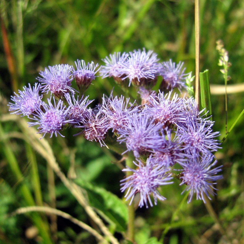 Conoclinium coelestinum - Blue Mistflower